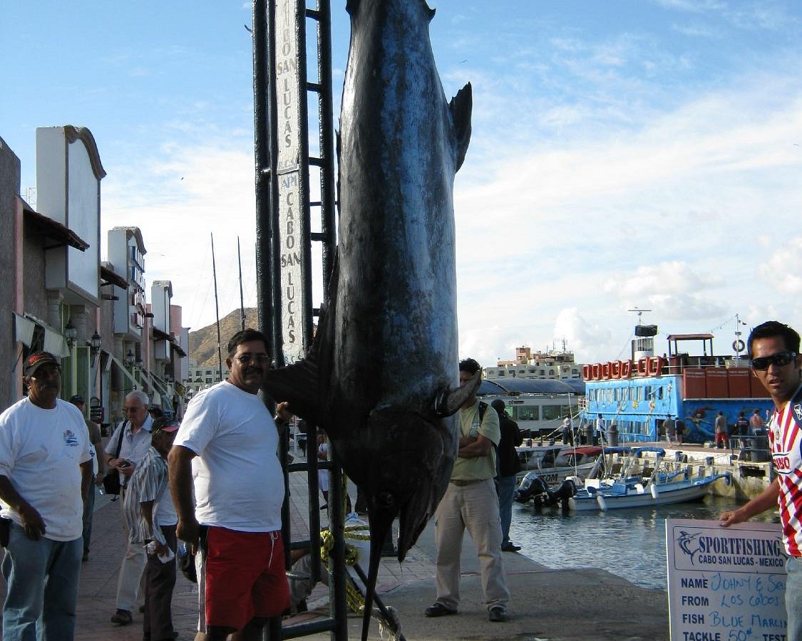 Deep Sea, Tuna and Marlin Fishing, Sports Fishing Cabo San Lucas  (undefined, undefined) - Trip Canvas