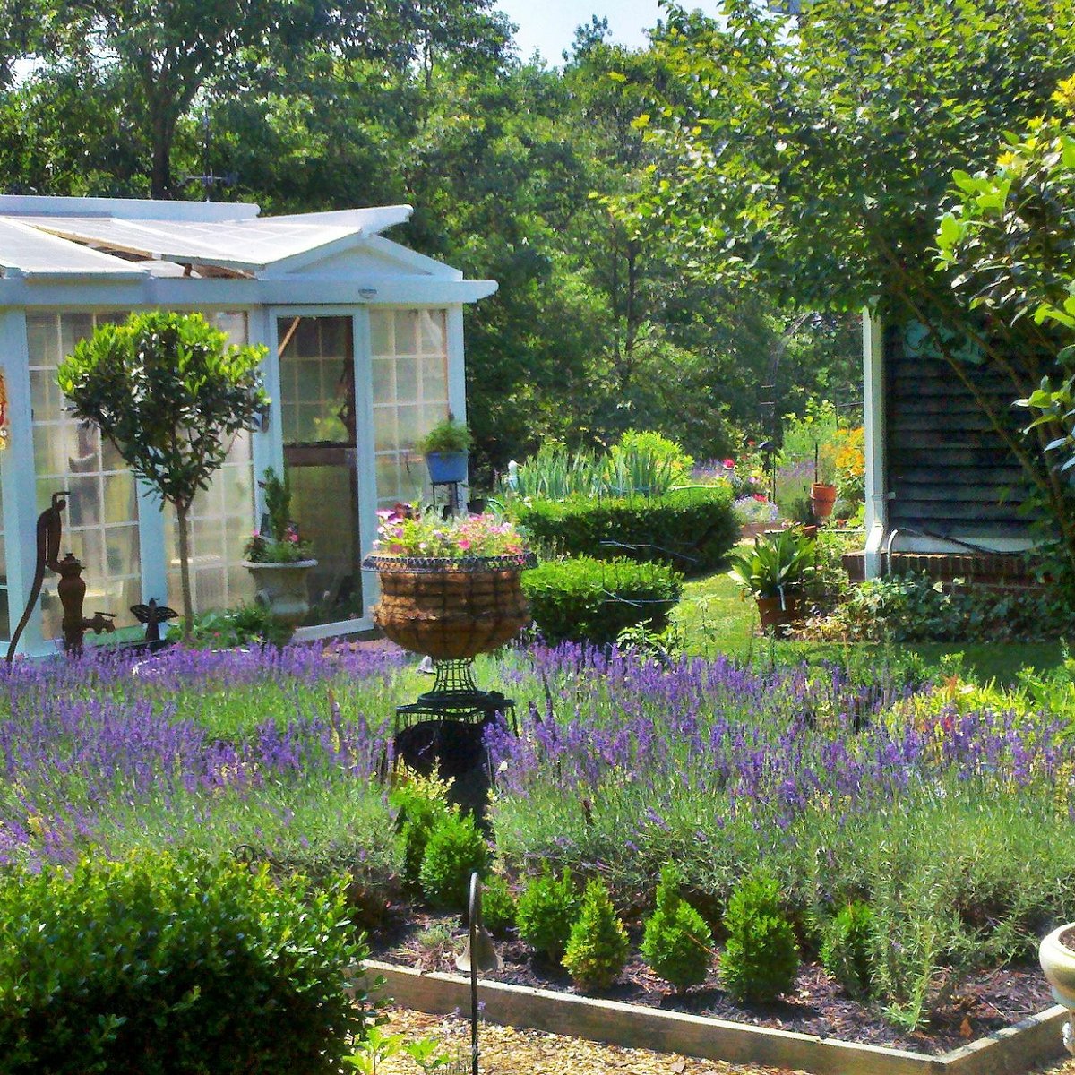 Culinary Lavender — Hill Country Lavender