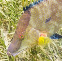 Hogfish