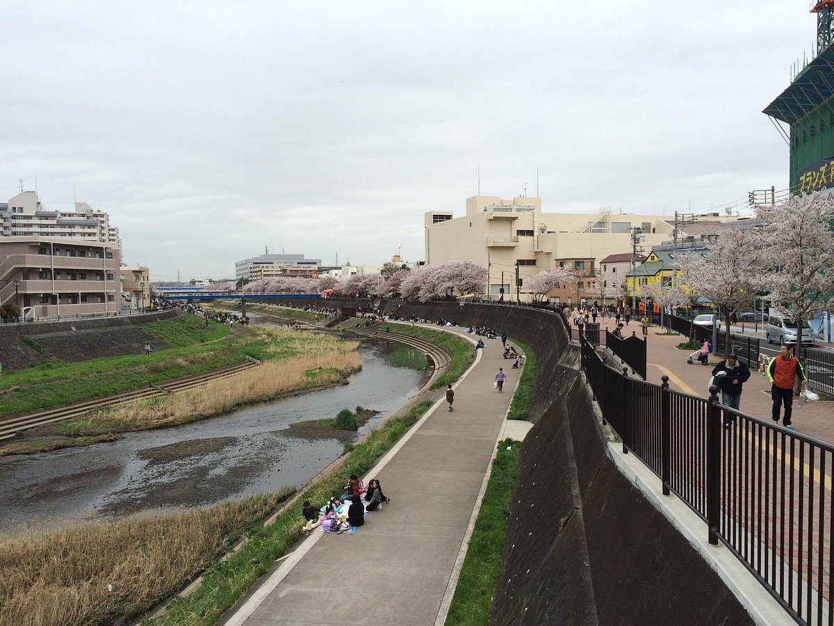 Cherry Blossum Along Kashio River Yokohama Ce Qu Il Faut Savoir