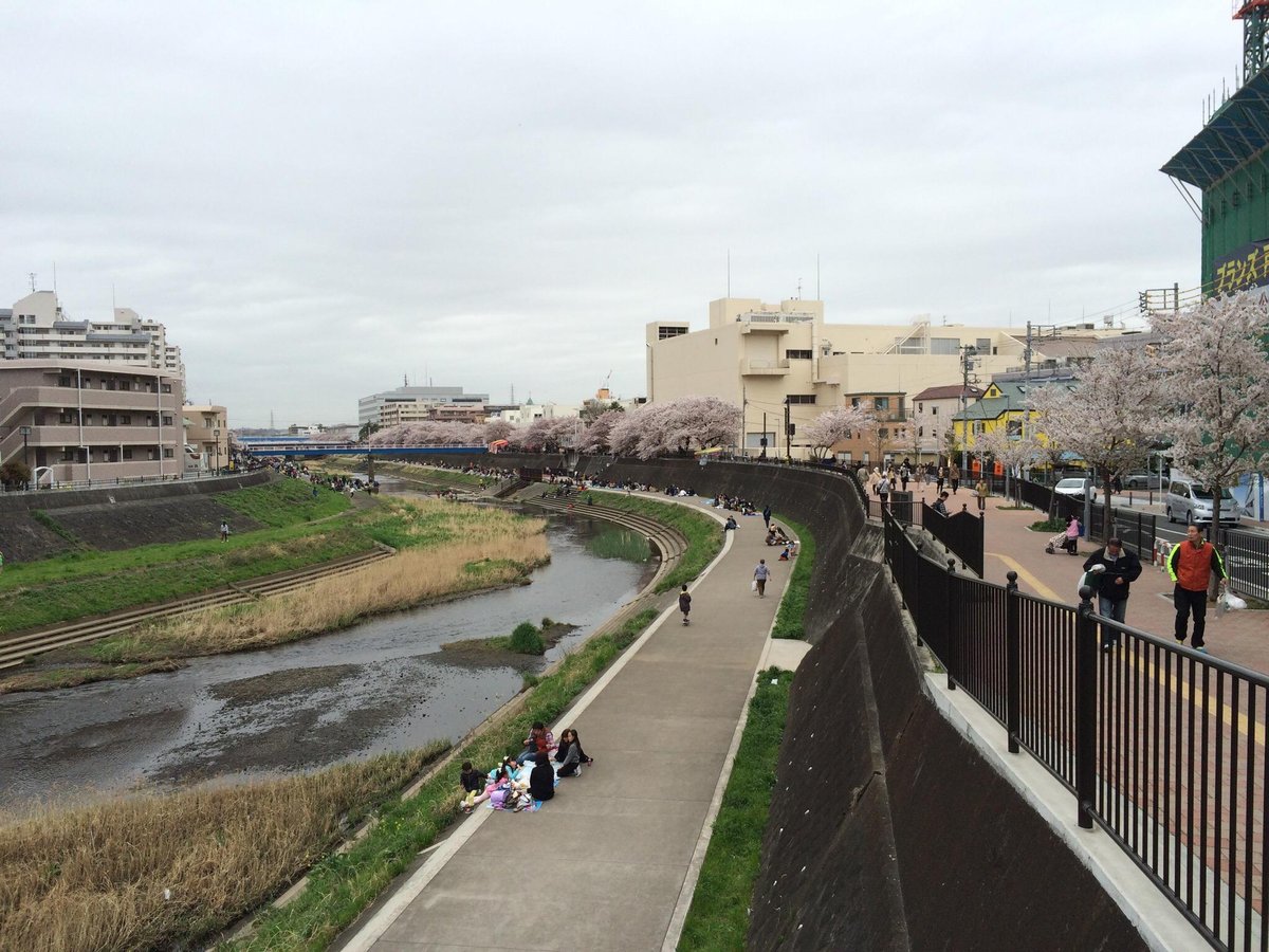 Cherry Blossum Along Kashio River Yokohama Ce Qu Il Faut Savoir