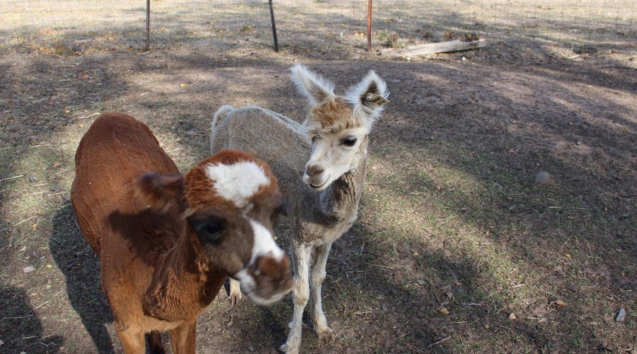 Pet Alpacas