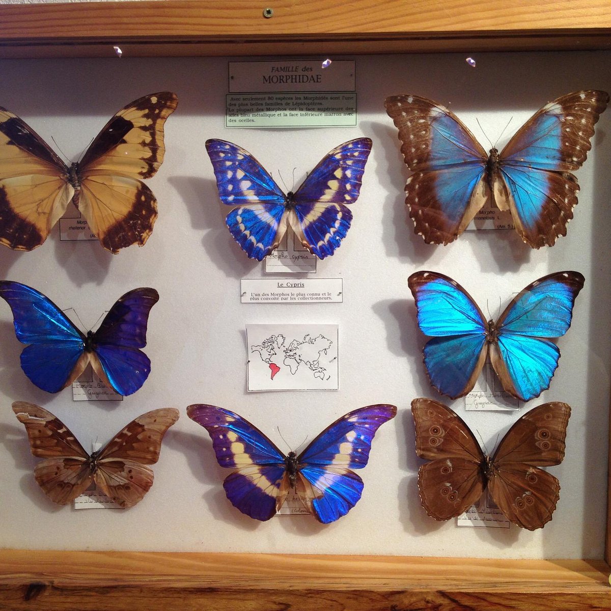 Стокгольм, музей бабочек Баттерфляй Sweden