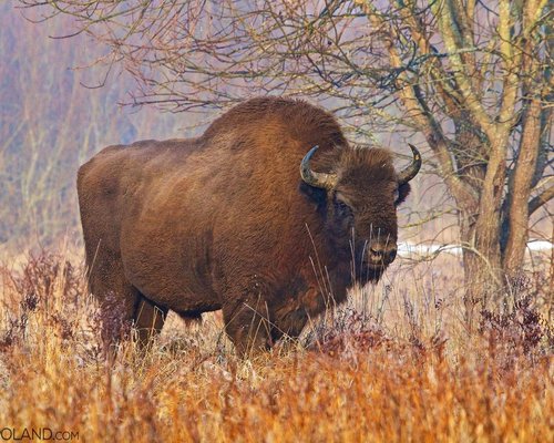 THE 10 BEST Bialowieza Tours & Excursions for 2024 (with Prices)