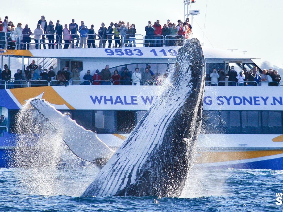 Whale Watching Sydney All You Need to Know BEFORE You Go (2024)