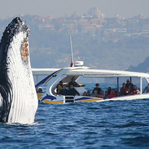 How to whale watch responsibly