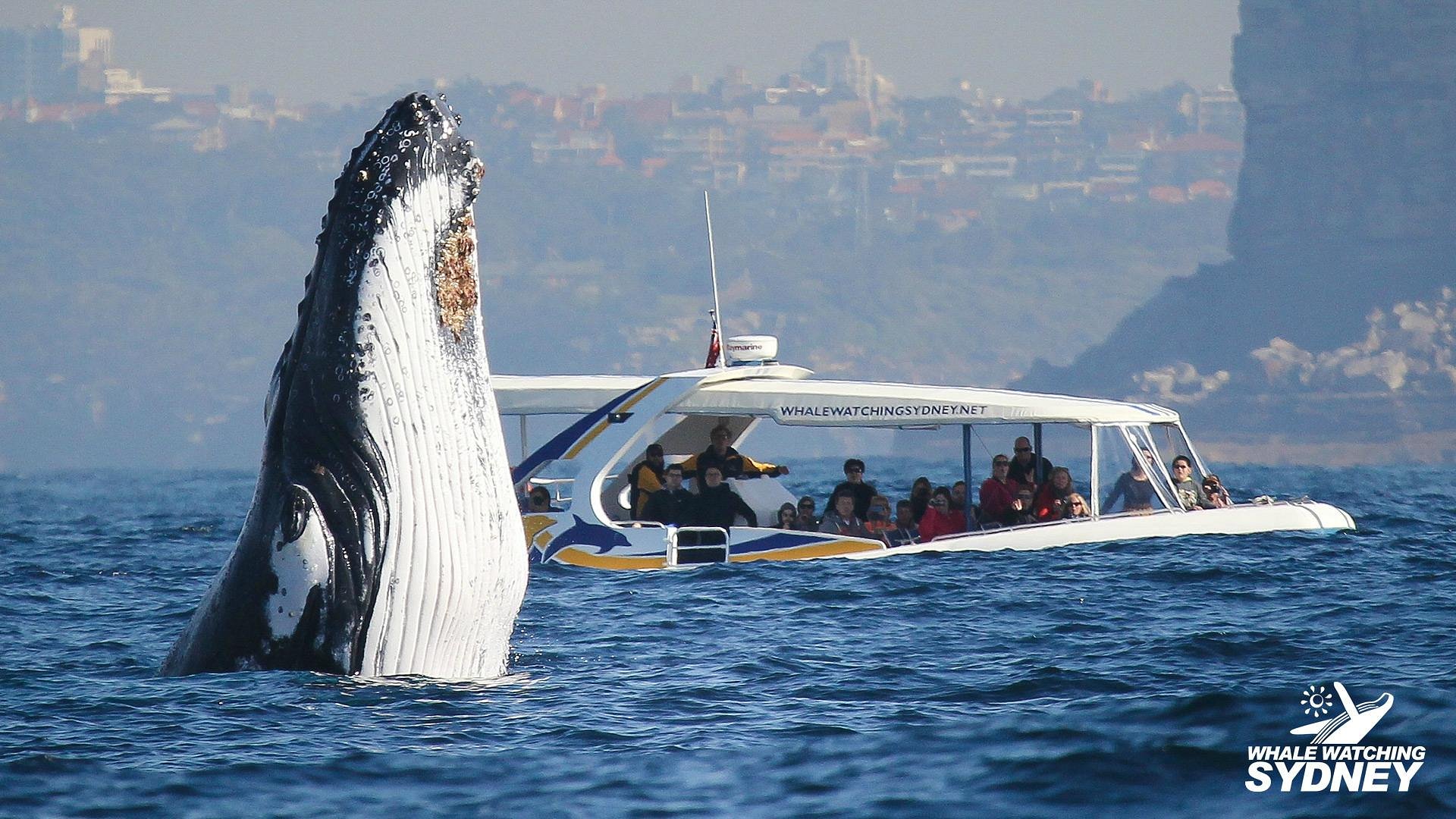 Whale Watching Sydney All You Need to Know BEFORE You Go