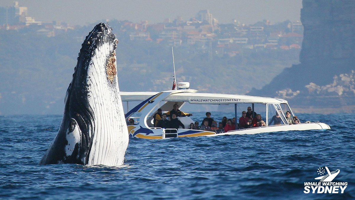 Whale Watching Sydney - All You Need to Know BEFORE You Go