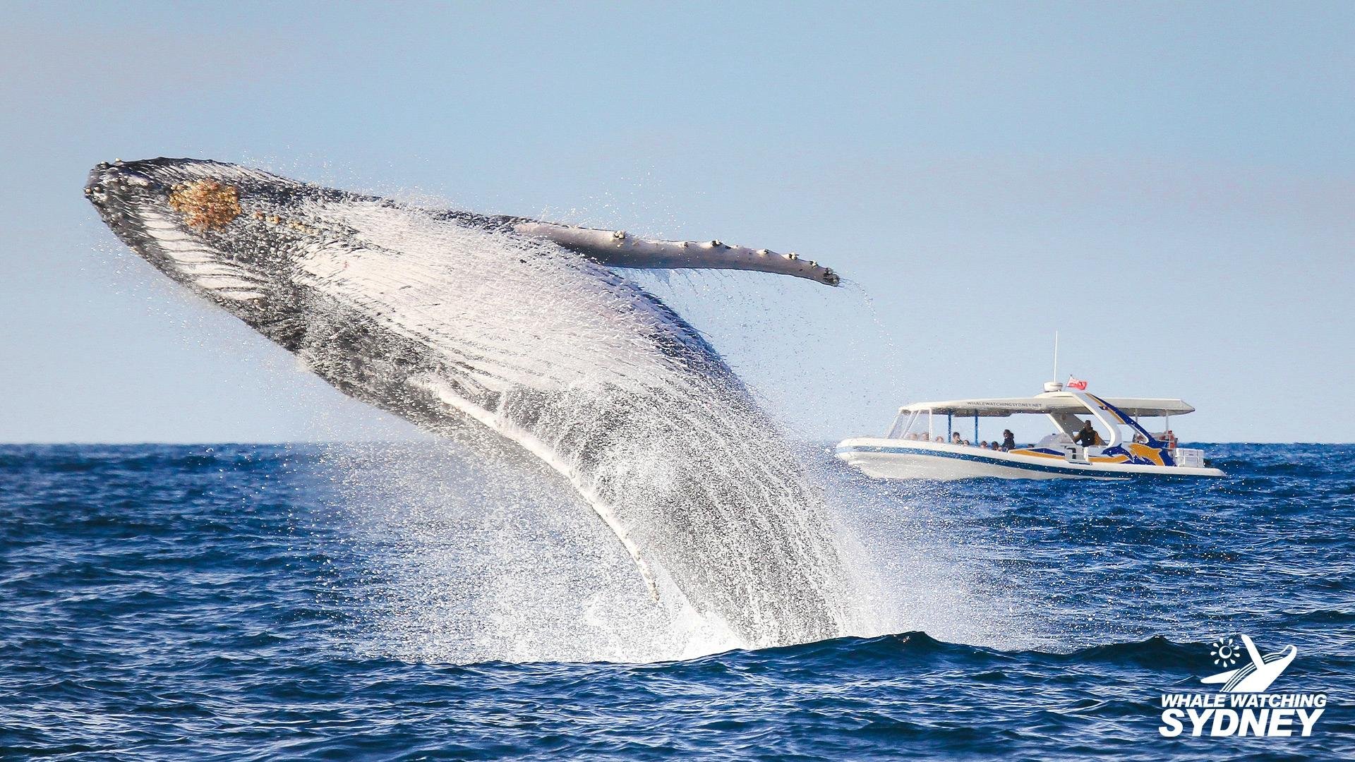 Whale Watching Sydney All You Need to Know BEFORE You Go (2024)