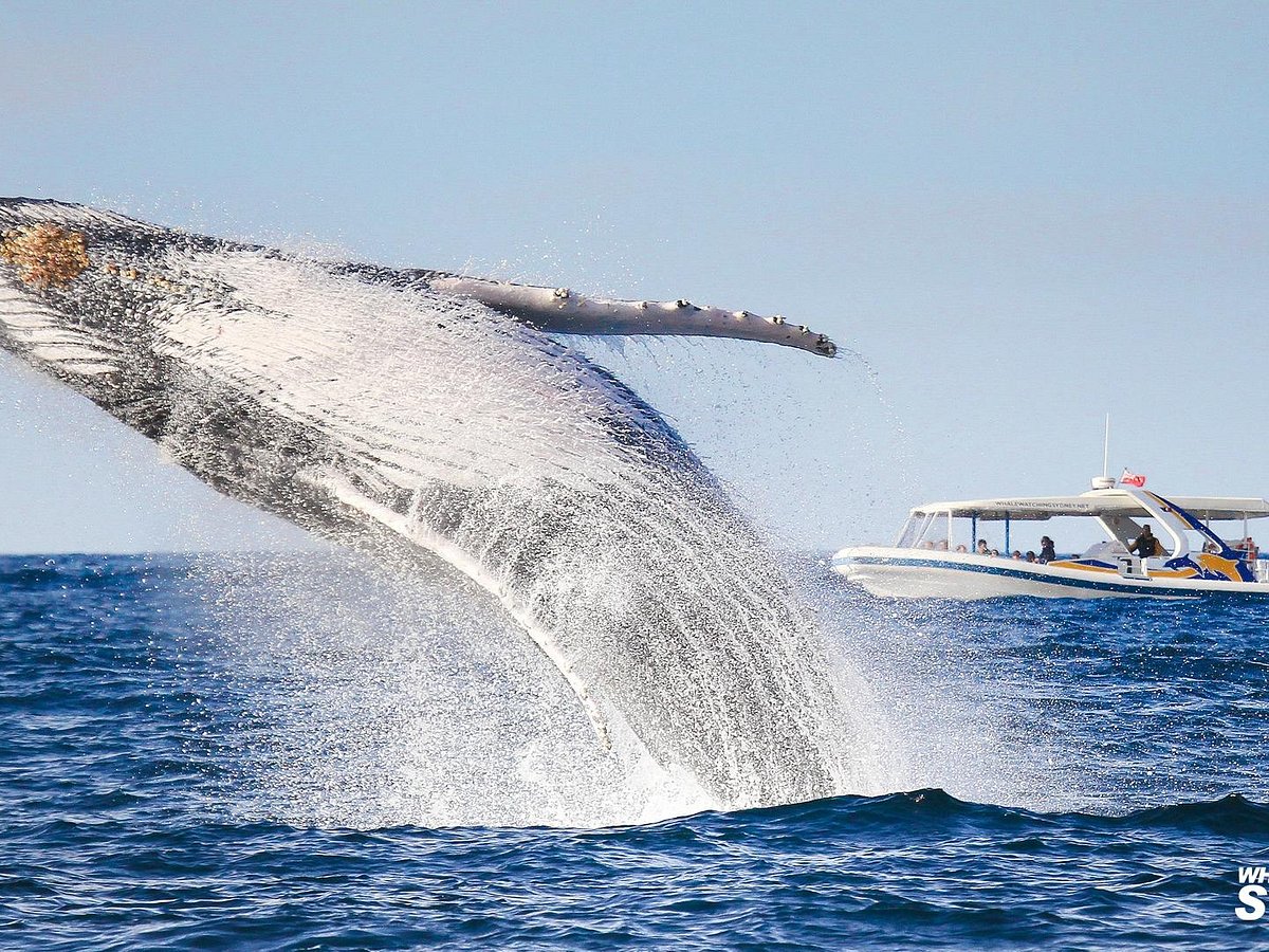 Whale Watching Sydney All You Need to Know BEFORE You Go