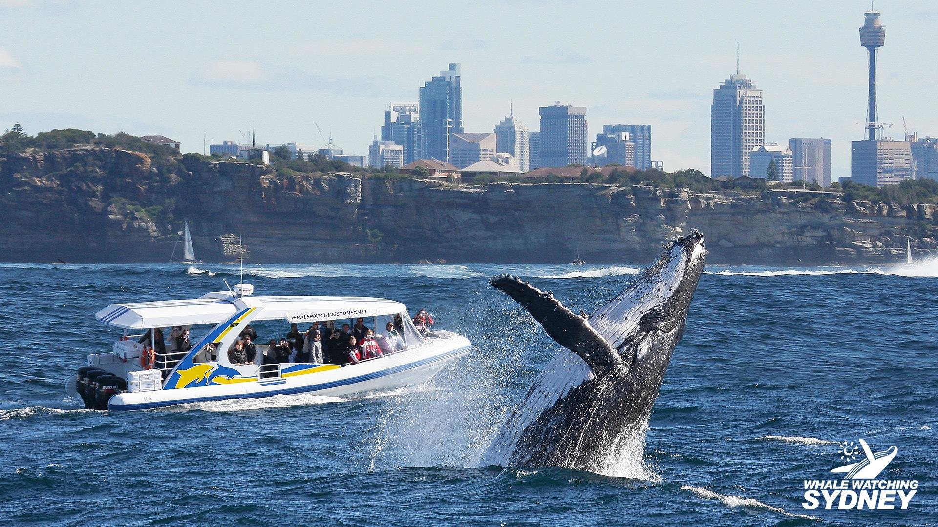 Whale Watching Sydney All You Need to Know BEFORE You Go (2024)