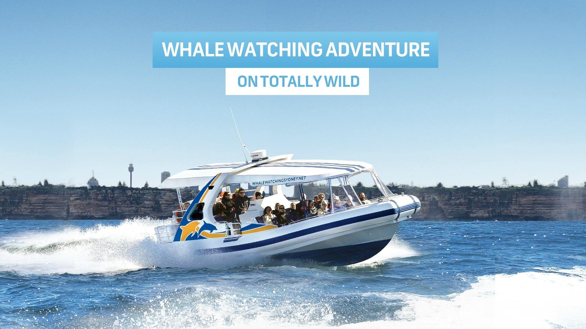 Whale Watching Sydney All You Need to Know BEFORE You Go (2024)