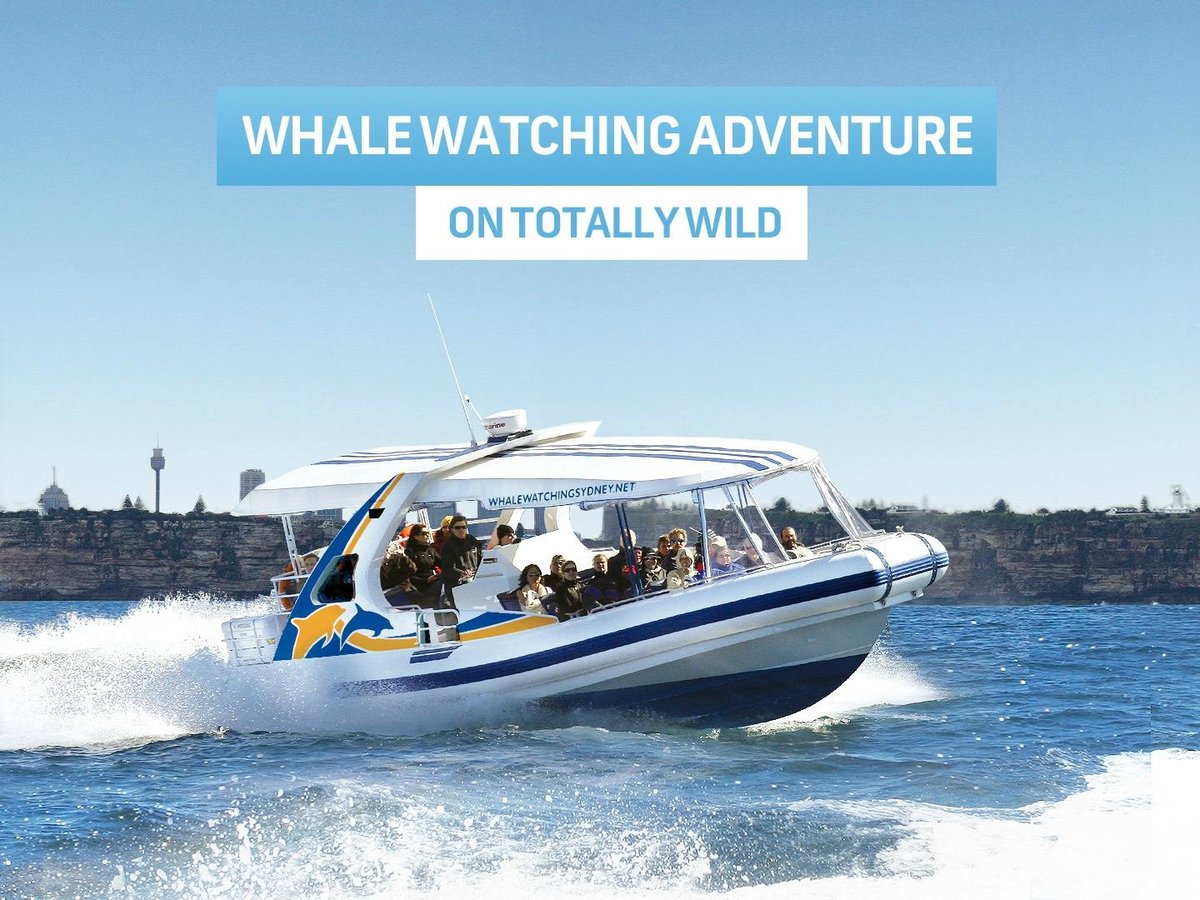 Whale Watching Sydney All You Need to Know BEFORE You Go (2024)