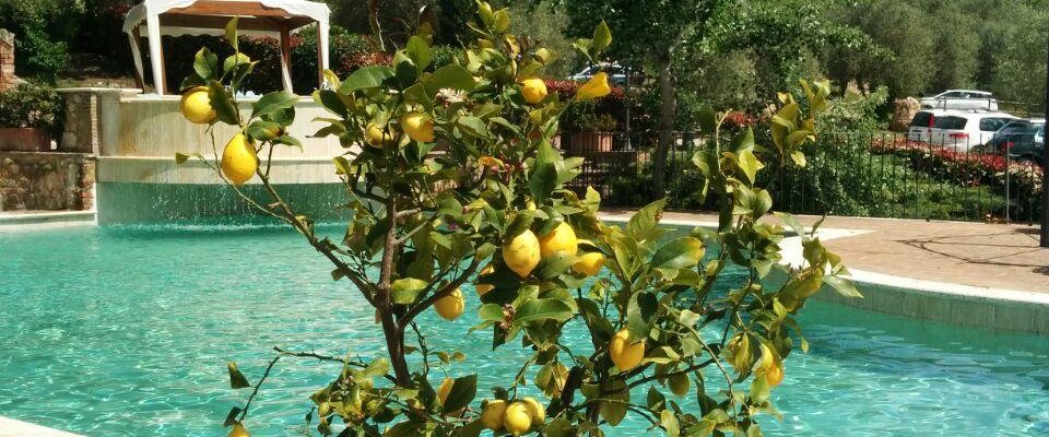 Alberello di limoni che costeggia la piscina esterna