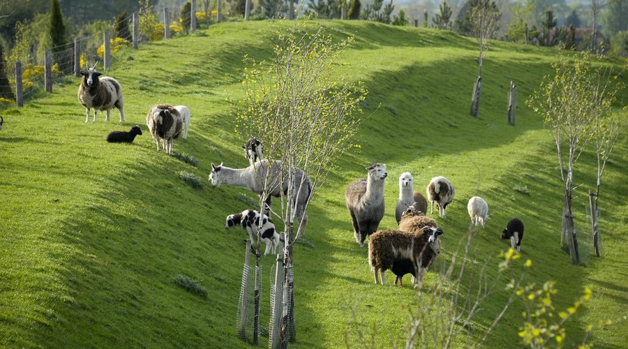 Hotel's Alpacas & Jacob Sheep