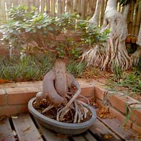 Ficus Imported from CHINA