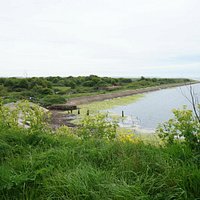 Farlington Marshes