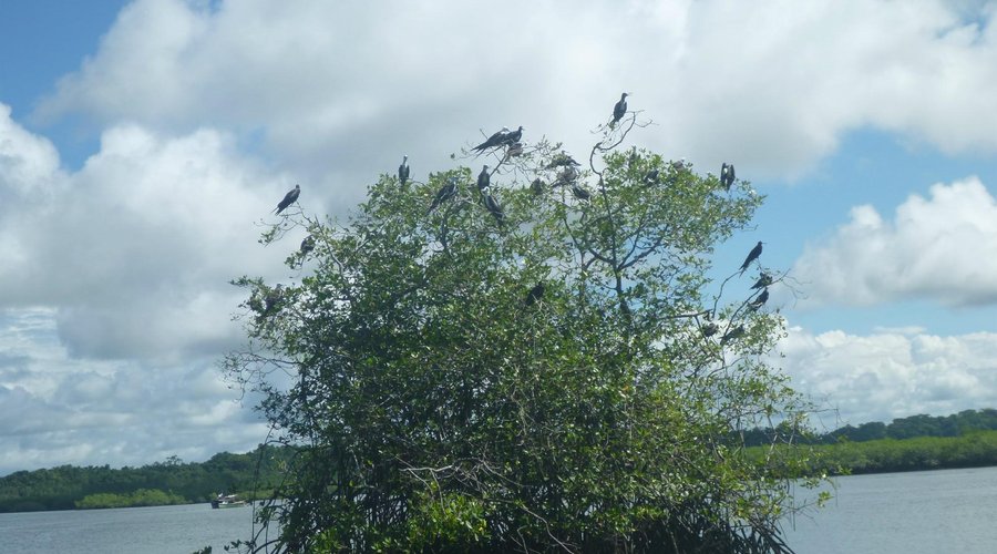 birdwatcing