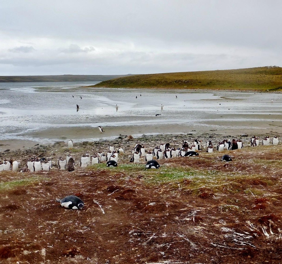 Bluff Cove Lagoon East Falkland All You Need To Know