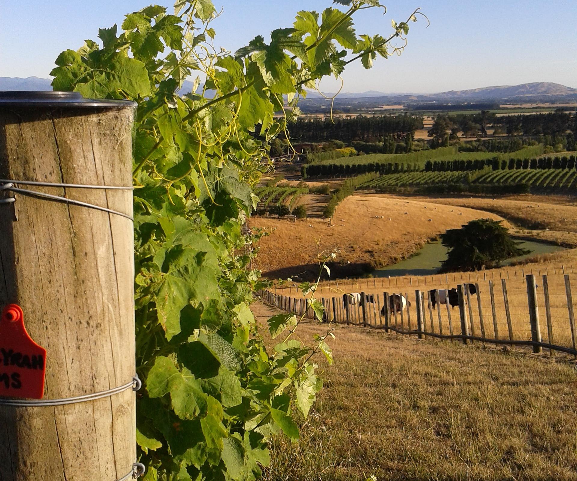 wine tours in martinborough