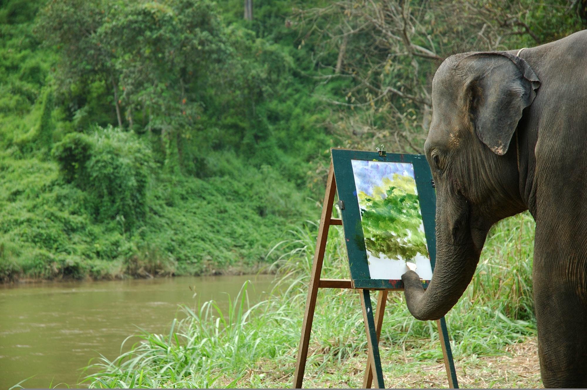 Elephant Life Experience (Mae Taeng) - All You Need to Know BEFORE You Go