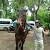 rishan d