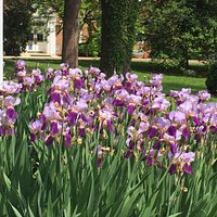 Irises and historic marker.