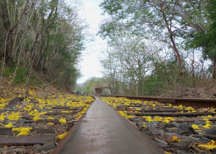 Beautiful flowers from a blooming tree over the tracks