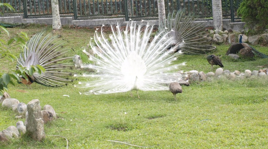 3 show-off