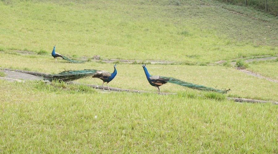 peacock fighting