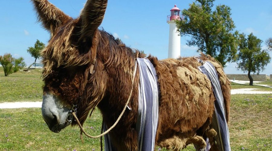ANE EN CULOTTE Saint martin de ré Ile de ré baudet du poitou ANES DE RE