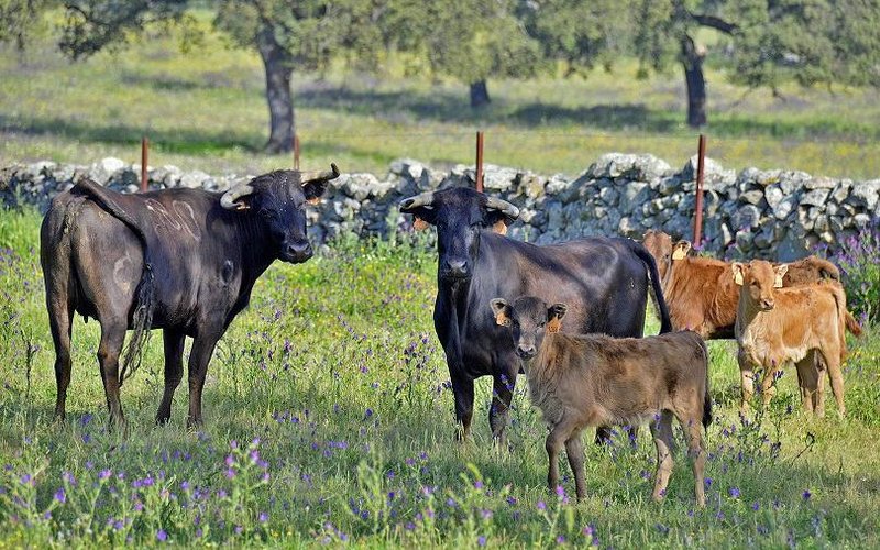 Vaches Bravas