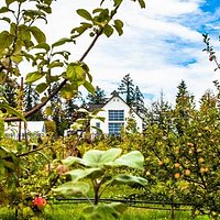 The ciderhouse from the orchard...