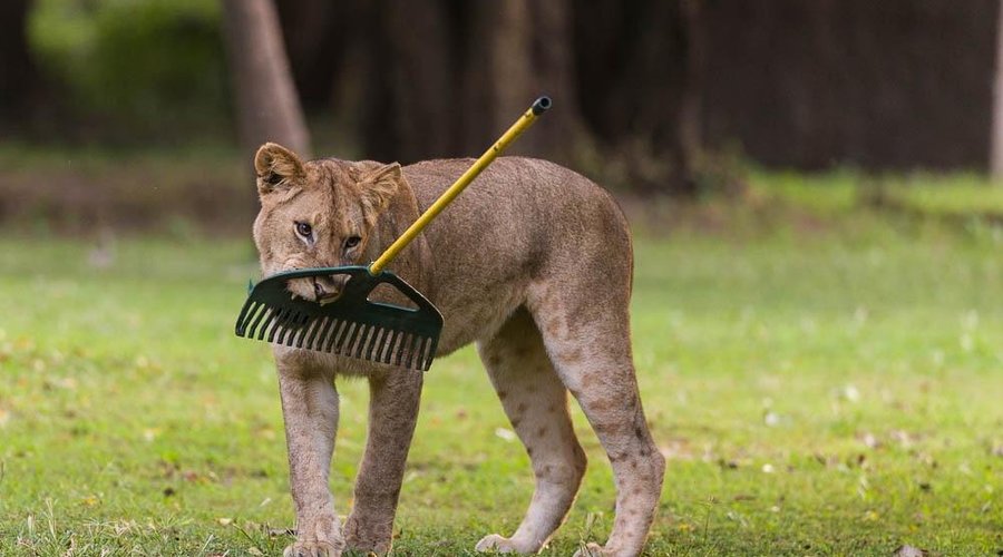 Gardeners come in all shapes at Mfuwe Lodge!