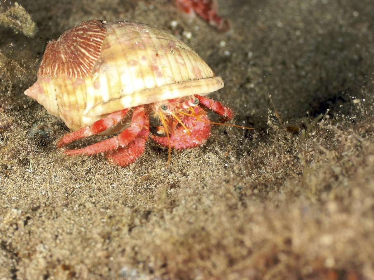 Canary Island Divers Lanzarote (Puerto Del Carmen) - All You Need to ...