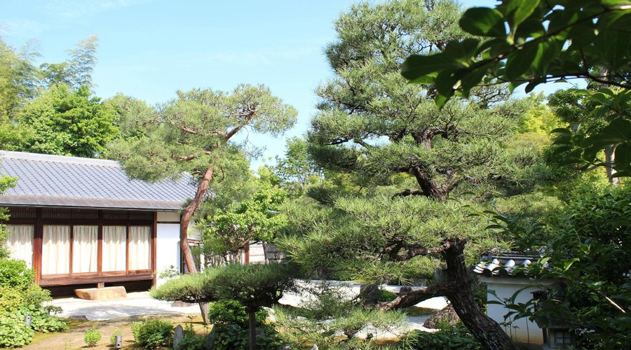 沙羅双樹(右上の葉）のお庭