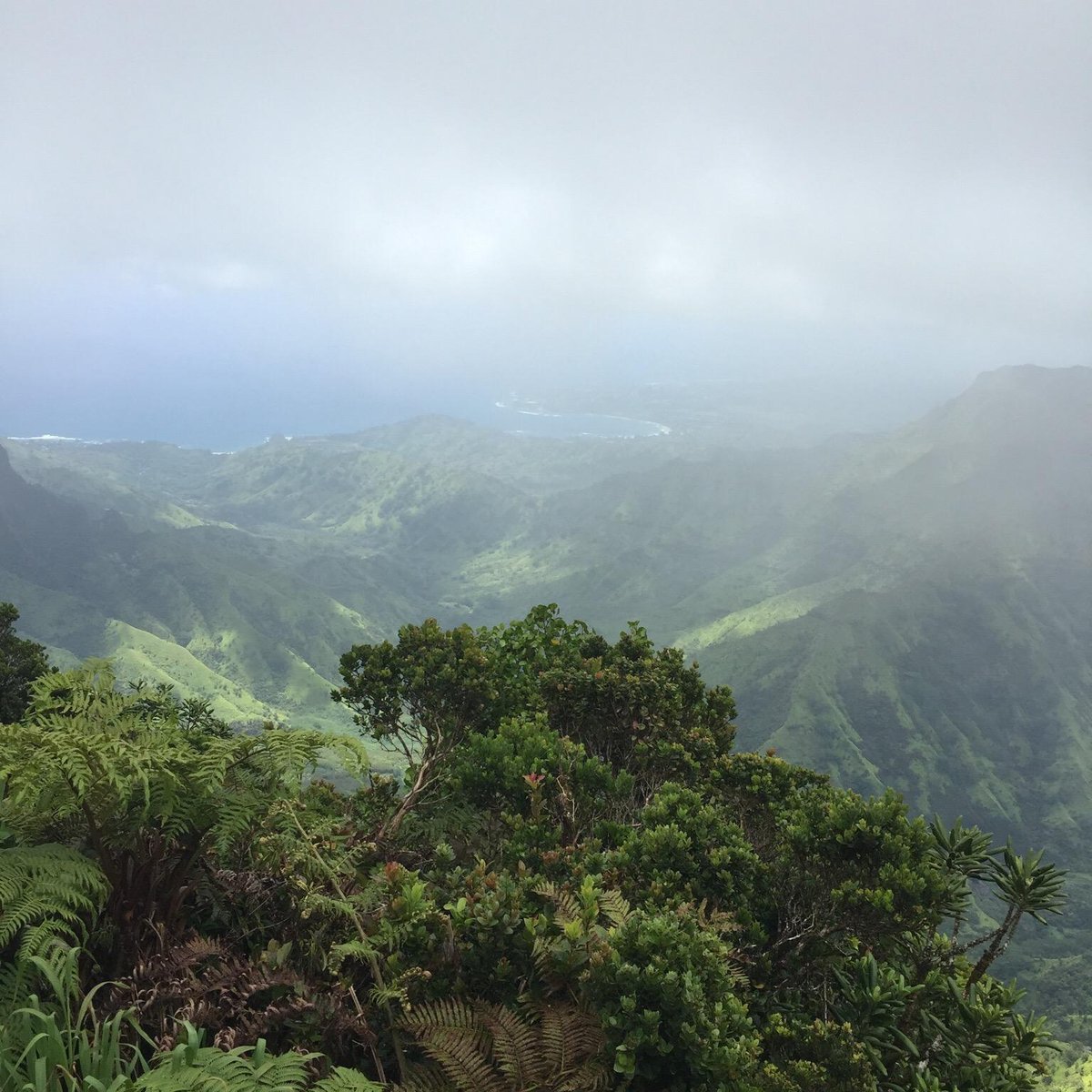 Alakai Swamp Trail (Kauai) - 2021 All You Need to Know BEFORE You Go ...