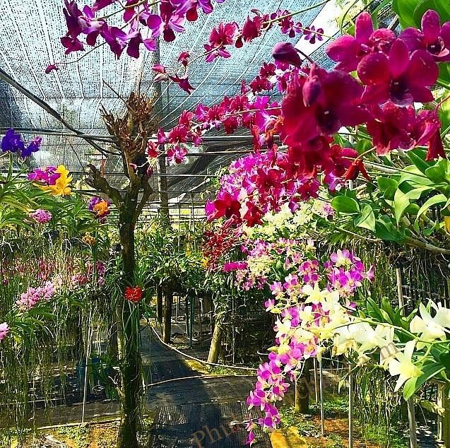 Тайланд парк орхидей