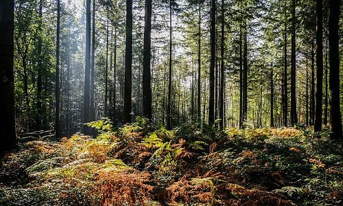 Forêt de Brocéliande - Michel Jamoneau