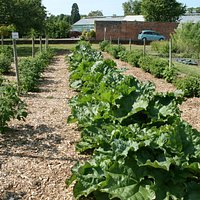 Rhubarb and soft fruit areas, Five A Day Market Garden