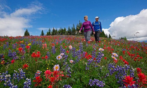 Lift Accessed Hiking Through Alpine Wildflowers