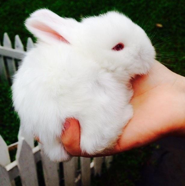 Places to buy outlet a bunny near me