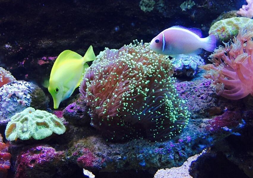 Changsha Aquarium image