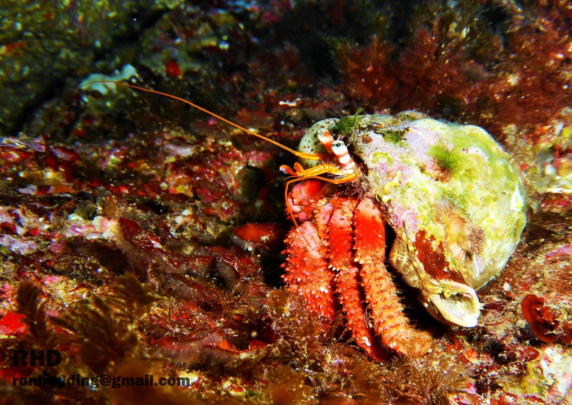 Octopus Mallorca (Port de Soller) - All You Need to Know BEFORE You Go