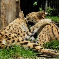 Serval