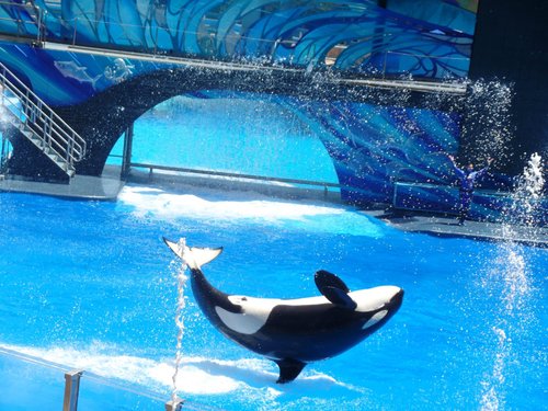 SeaWorld Orlando terá 1ª montanha-russa do mundo para surfar no ar