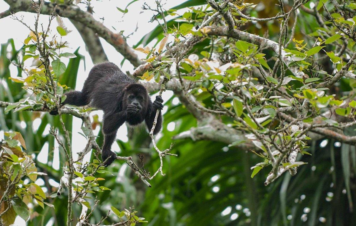 Black Howler Monkey  Rainforest Alliance