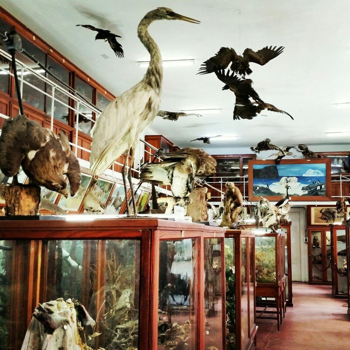 Zoology Museum Cluj Napoca Alles Wat U Moet Weten Voordat Je Gaat