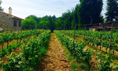 Ilvigneto dell'Agriturismo fornisce ogni anno un vino semplice e caratteristico della nostra zon