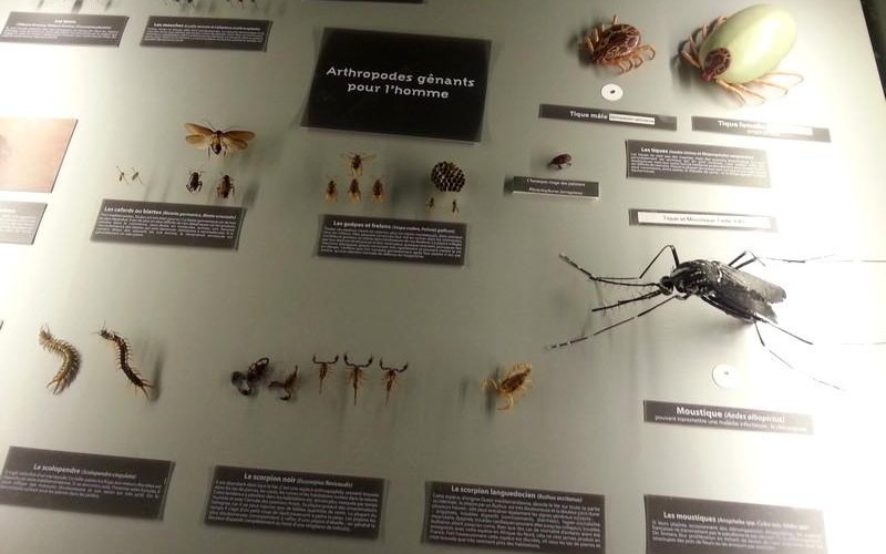 Les insectes
